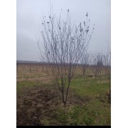 Слива розчепірена Піссарді (мультиштамб) 150-175  см
